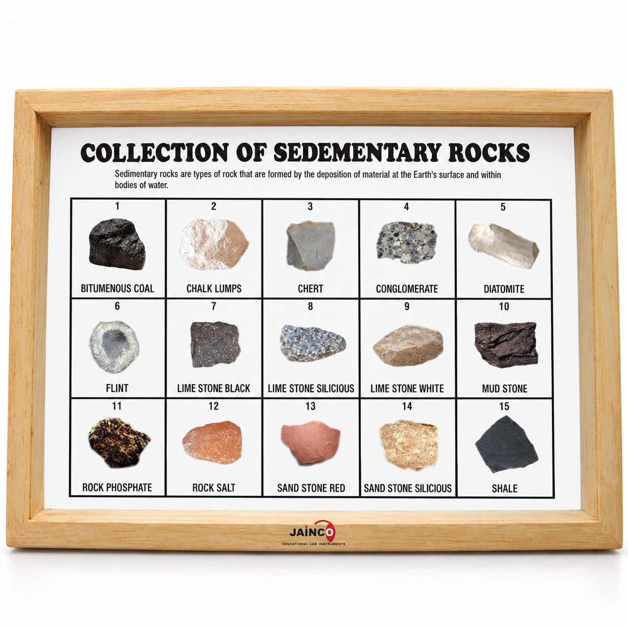 Collection of 15 Sedimentary Rocks